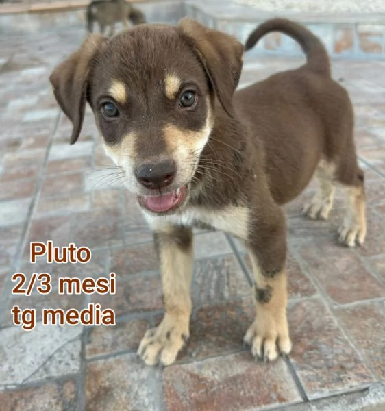 adotta un cucciolo bisognoso  | Foto 4