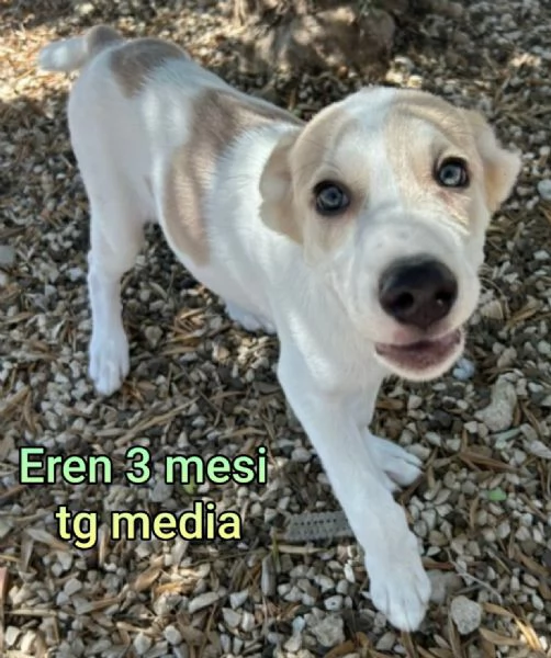 adotta un cucciolo bisognoso 