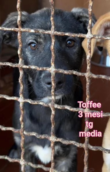 adotta un cucciolo bisognoso  | Foto 3