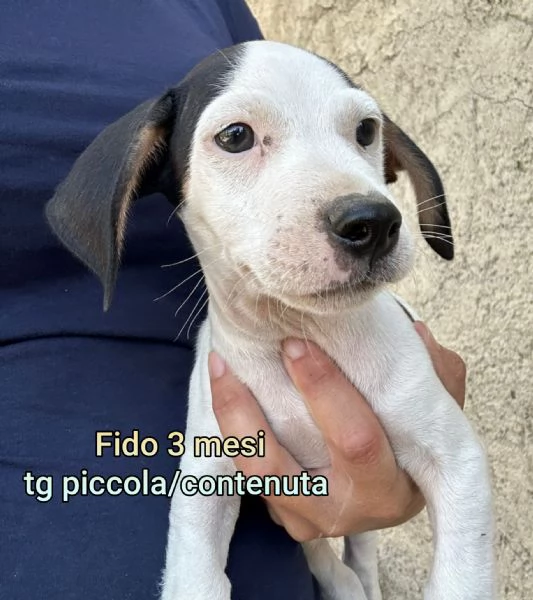 adotta un cucciolo bisognoso  | Foto 3