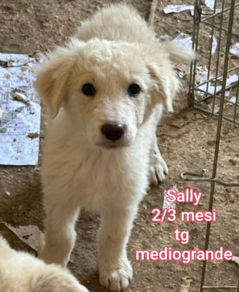 adotta un cucciolo bisognoso  | Foto 2