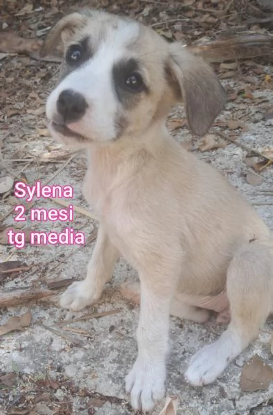 adotta un cucciolo bisognoso  | Foto 2