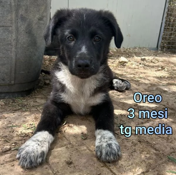 adotta un cucciolo bisognoso  | Foto 5