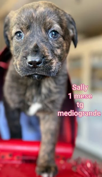 adotta un cucciolo bisognoso  | Foto 2