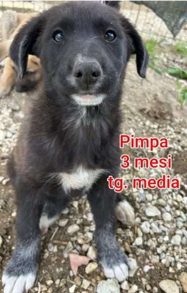 adotta un cucciolo bisognoso  | Foto 4