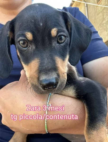 adotta un cucciolo bisognoso  | Foto 1