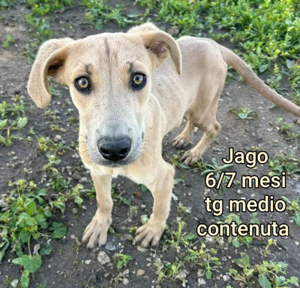 adotta un cucciolo bisognoso  | Foto 1