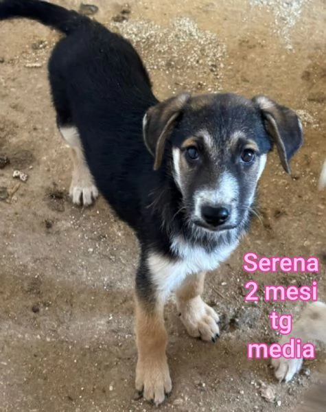 adotta un cucciolo bisognoso 