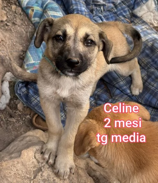 adotta un cucciolo bisognoso  | Foto 4