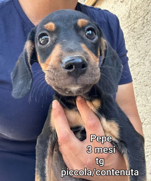 adotta un cucciolo bisognoso 