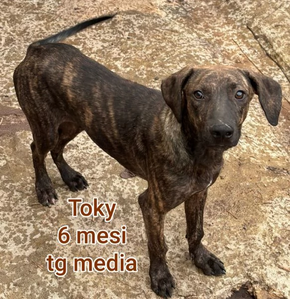 adotta un cucciolo bisognoso  | Foto 0