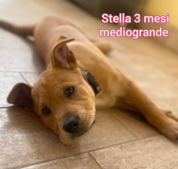 adotta un cucciolo bisognoso 