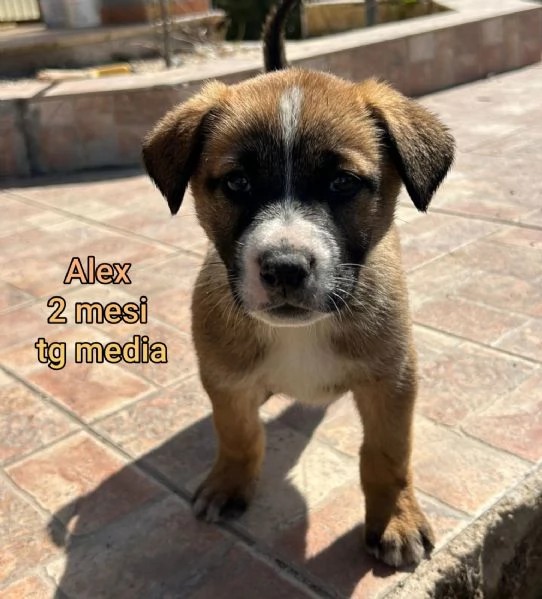 adotta un cucciolo bisognoso  | Foto 1