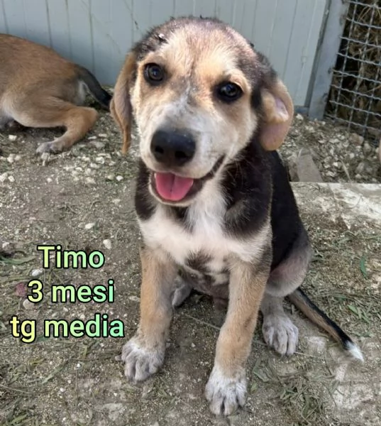 adotta un cucciolo bisognoso 