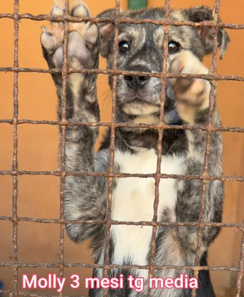 adotta un cucciolo bisognoso  | Foto 0