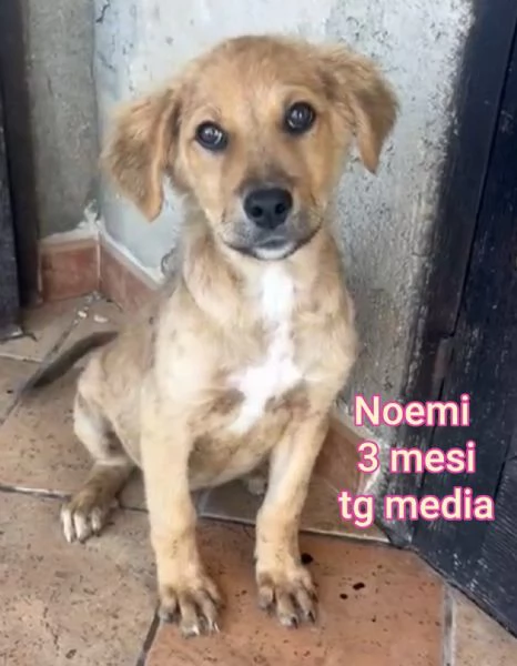 adotta un cucciolo bisognoso  | Foto 4