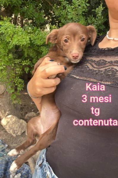 adotta un cucciolo bisognoso 