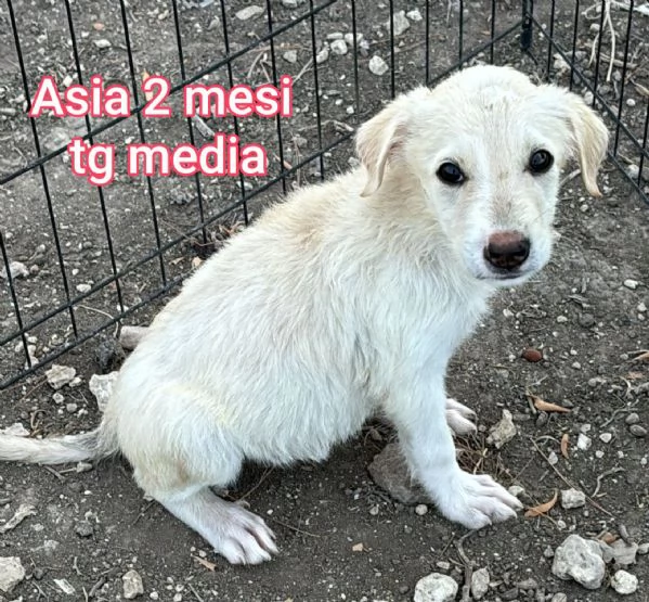 adotta un cucciolo bisognoso  | Foto 2