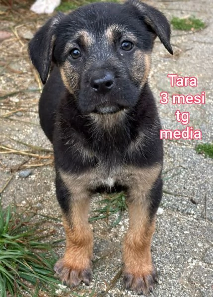 adotta un cucciolo bisognoso  | Foto 1