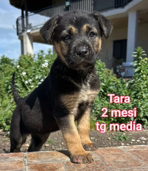 adotta un cucciolo bisognoso 