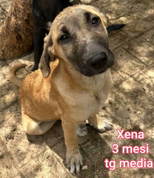 adotta un cucciolo bisognoso  | Foto 2