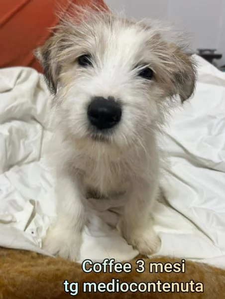 adotta un cucciolo bisognoso 