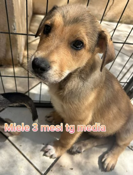 adotta un cucciolo bisognoso  | Foto 1