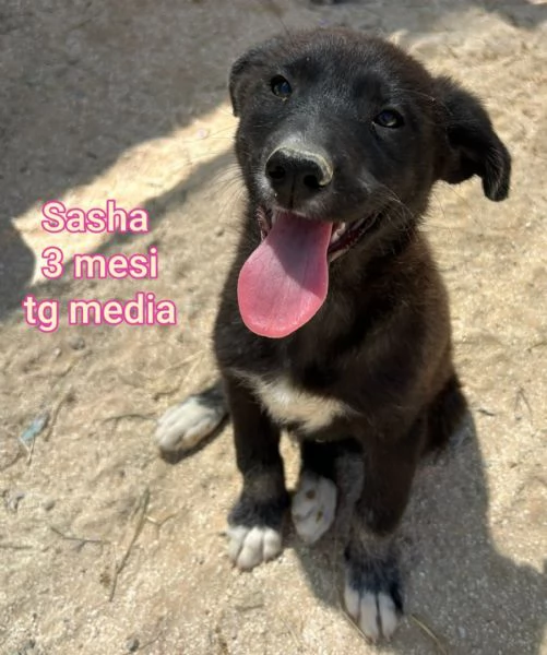 adotta un cucciolo bisognoso  | Foto 0