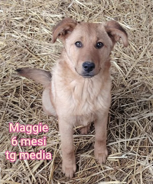 adotta un cucciolo bisognoso  | Foto 0