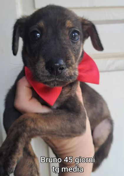 adotta un cucciolo bisognoso  | Foto 0