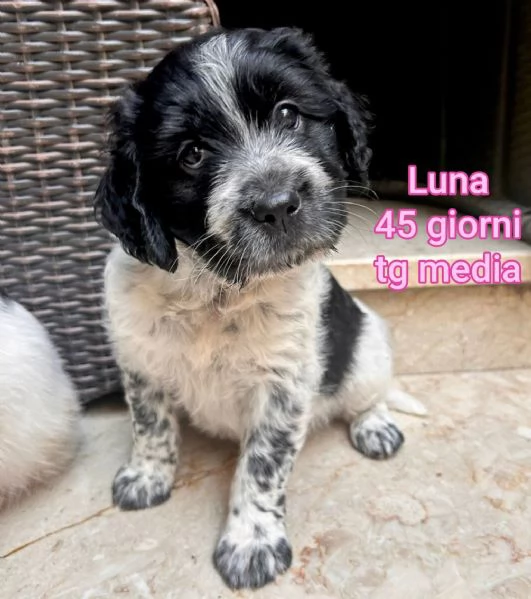 ADOZIONI CUCCIOLI NON LASCIATELI SOLI