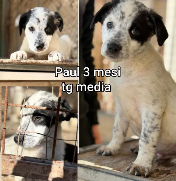 ADOZIONI CUCCIOLI NON LASCIATELI SOLI | Foto 6