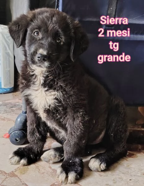ADOZIONI CUCCIOLI NON LASCIATELI SOLI | Foto 6