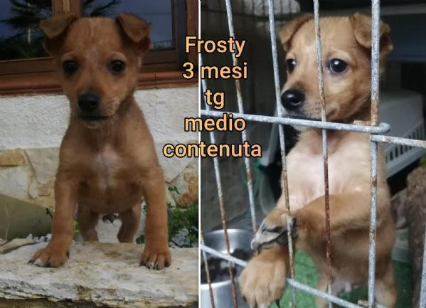 ADOZIONI CUCCIOLI NON LASCIATELI SOLI | Foto 5