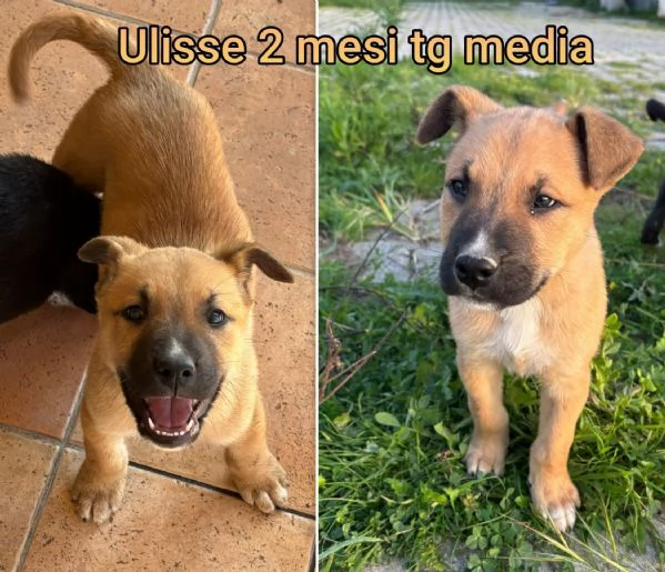 ADOZIONI CUCCIOLI NON LASCIATELI SOLI