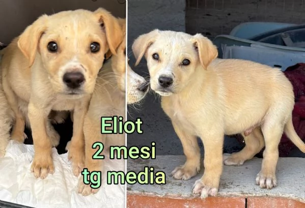 ADOZIONI CUCCIOLI NON LASCIATELI SOLI | Foto 5