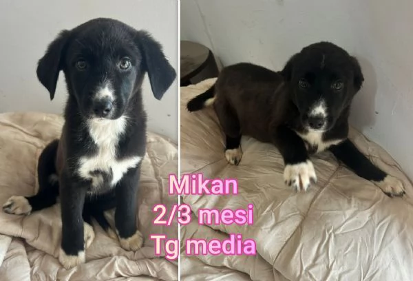 ADOZIONI CUCCIOLI NON LASCIATELI SOLI | Foto 6