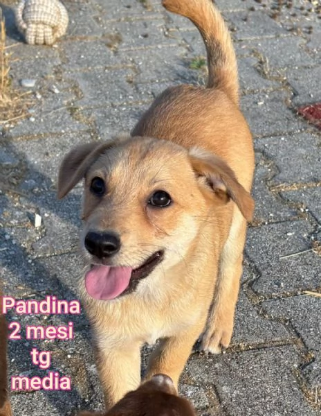 ADOZIONI CUCCIOLI NON LASCIATELI SOLI | Foto 5
