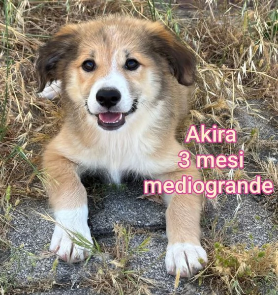 ADOZIONI CUCCIOLI NON LASCIATELI SOLI