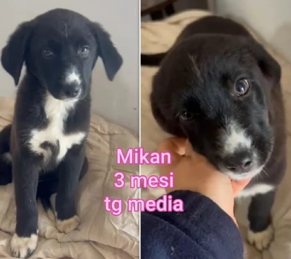 ADOZIONI CUCCIOLI NON LASCIATELI SOLI | Foto 5