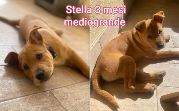 ADOZIONI CUCCIOLI NON LASCIATELI SOLI | Foto 6