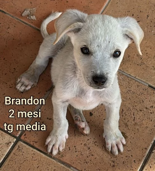 ADOZIONI CUCCIOLI NON LASCIATELI SOLI | Foto 6