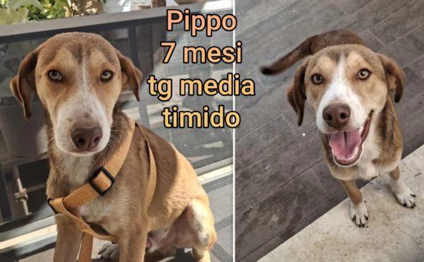 ADOZIONI CUCCIOLI NON LASCIATELI SOLI | Foto 3