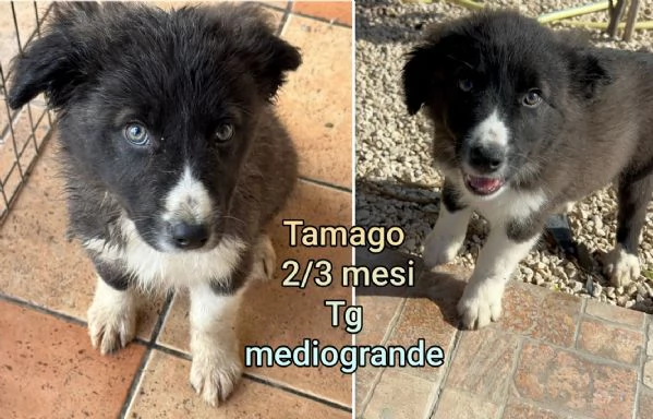 ADOZIONI CUCCIOLI NON LASCIATELI SOLI | Foto 3