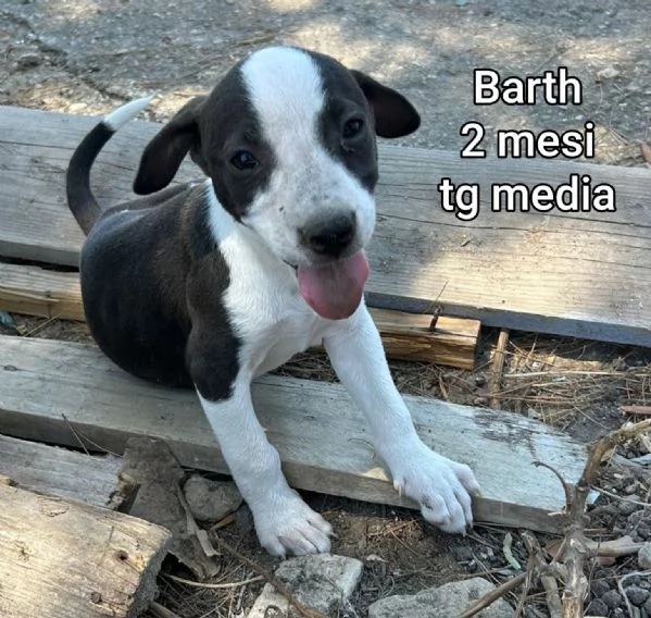 ADOZIONI CUCCIOLI NON LASCIATELI SOLI | Foto 6
