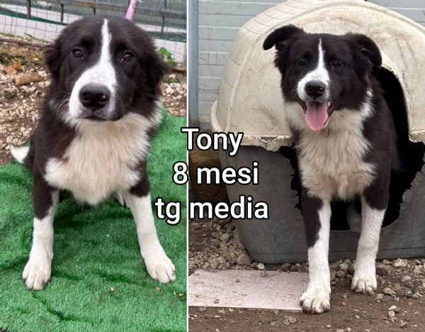 ADOZIONI CUCCIOLI NON LASCIATELI SOLI | Foto 6