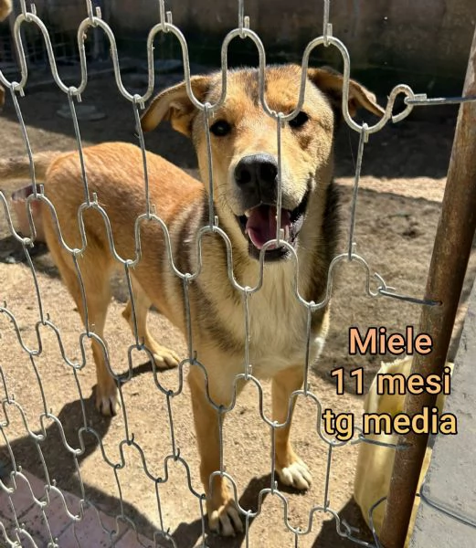 ADOZIONI CUCCIOLI NON LASCIATELI SOLI | Foto 4