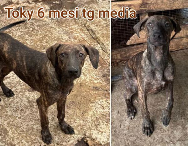 ADOZIONI CUCCIOLI NON LASCIATELI SOLI | Foto 5