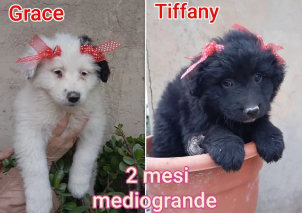 ADOZIONI CUCCIOLI NON LASCIATELI SOLI | Foto 5