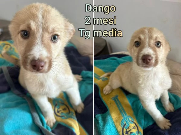 ADOZIONI CUCCIOLI NON LASCIATELI SOLI